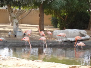 Al Ain Zoo - AbuBakrShalabi - My Science Skills