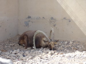 Al Ain Zoo - AbuBakrShalabi - My Science Skills