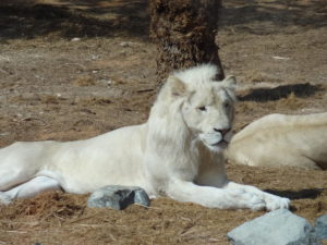 Al Ain Zoo - AbuBakrShalabi - My Science Skills